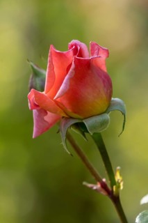 Shrub rose