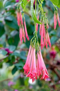 Fuchsia