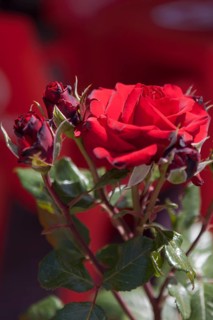 Shrub rose