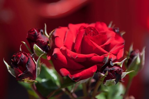 Shrub rose