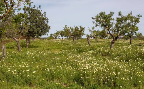 Flower meadow with crownwort