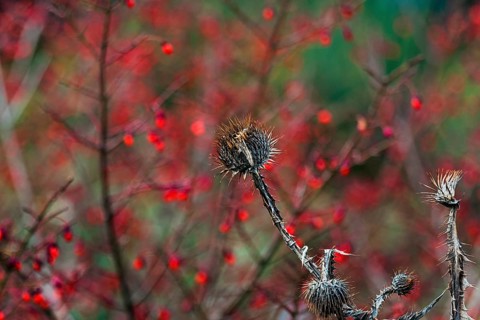 Dry thistle in autumn