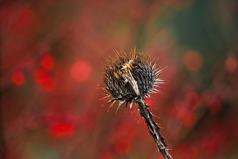Dry thistle in autumn
