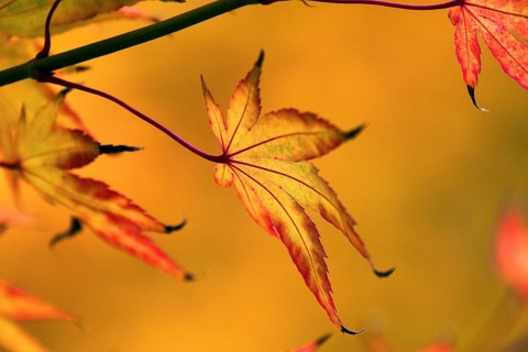 Sick maple leaf glows in the autumn sun
