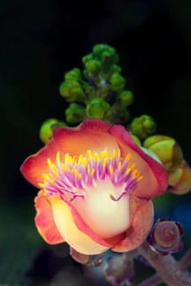 Cannonball tree
