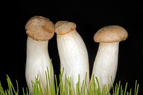 Three brown king trumpet mushrooms