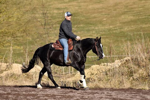 Black stallion of the Western breed American Quarter Horse during training at a gallop on a riding arena