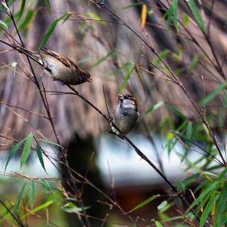 House sparrows