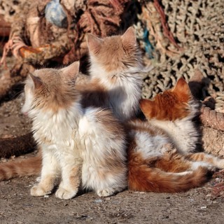 Three kittens from behind