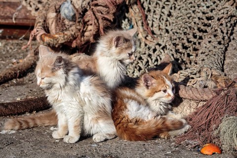Three kittens