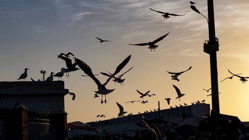 Seagulls
