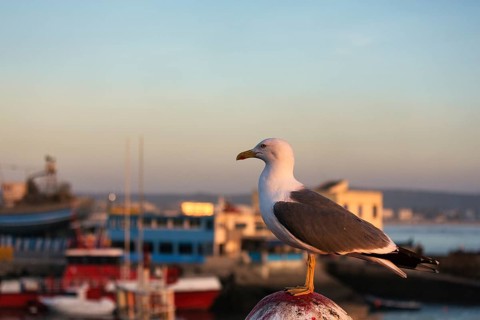 Yellow-legged gull