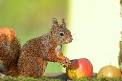 Eurasian red squirrel