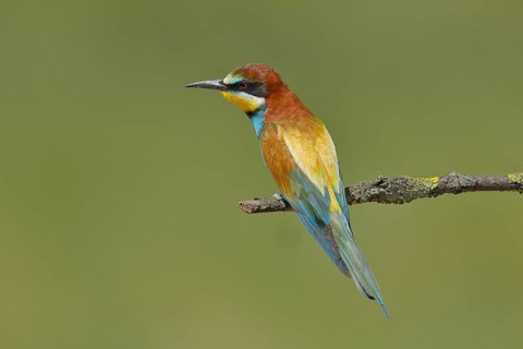 European bee-eater