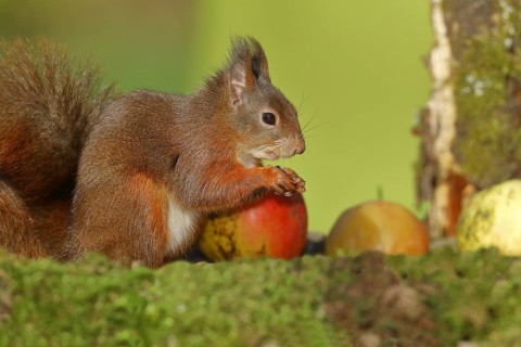 Eurasian red squirrel