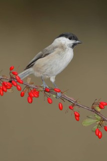 Willow Tit