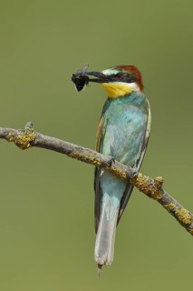European bee-eater