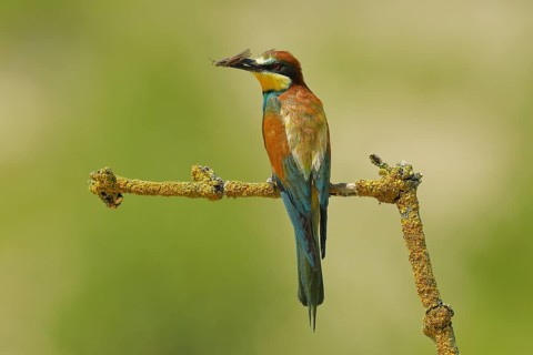 European bee-eater