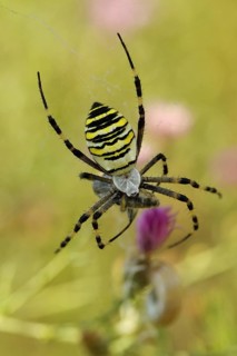 Wasp spider