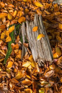 Wooden stump in autumn forest with beech leaves