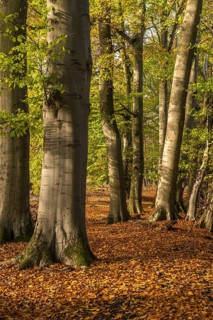 Common beech