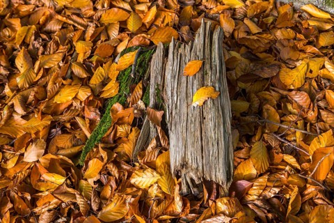 Wooden stump in autumn forest with beech leaves