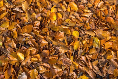 Common beech