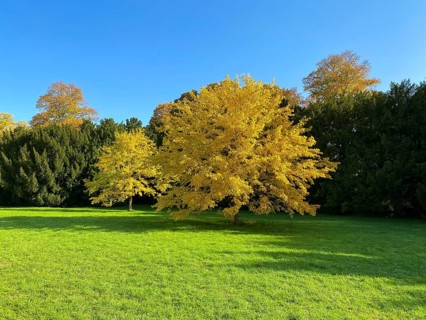 Black mulberry