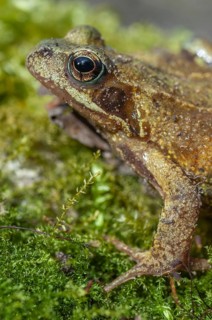 Common frog