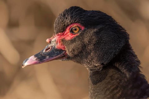 Portrait of a brown Muscovy duck escaped in the wild. Alsace