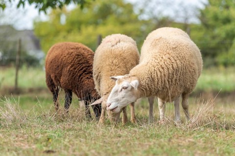 Sheep in a pen in early autumn. Alsace France