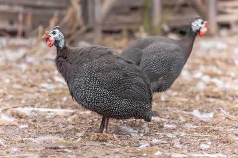Domestic helmeted guineafowl