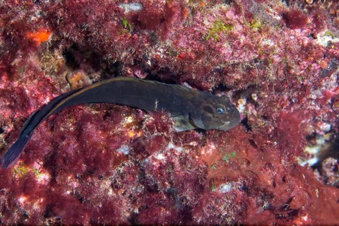 Zebra Blenny