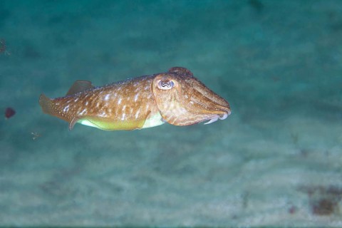 Common cuttlefish
