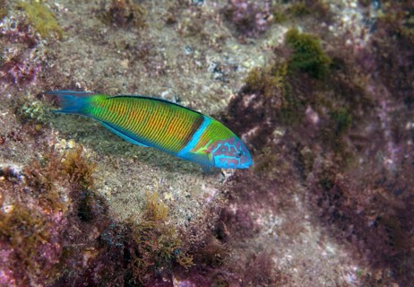 Ornate wrasse