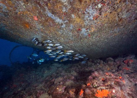 Shoal of eight-striped grunts