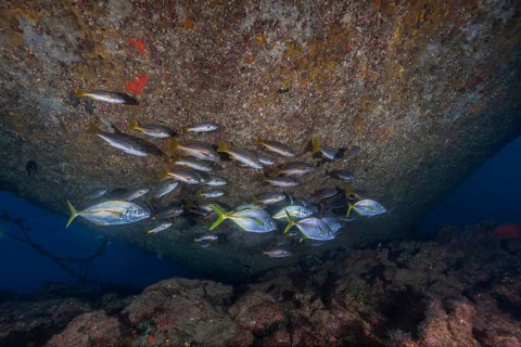 Shoal of eight-striped grunts