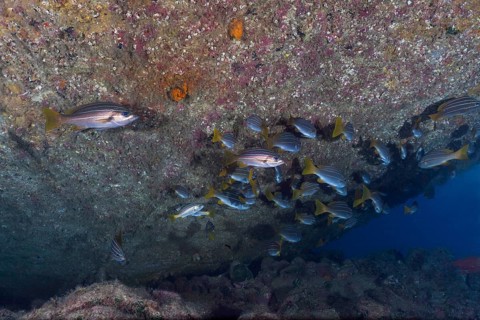 Shoal of eight-striped grunts