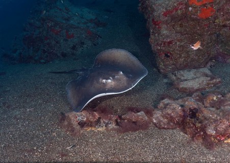 Round stingray