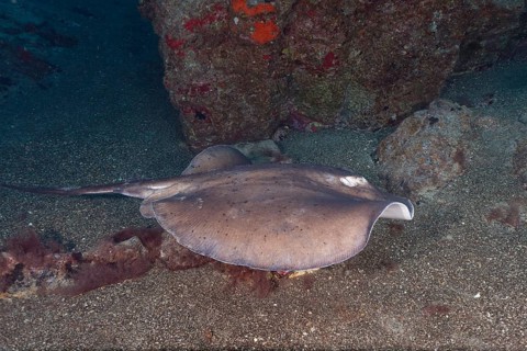Round stingray