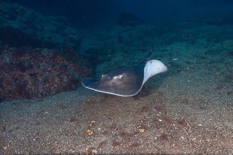 Round stingray