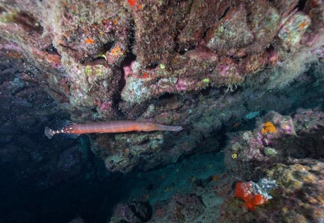 Atlantic cornetfish
