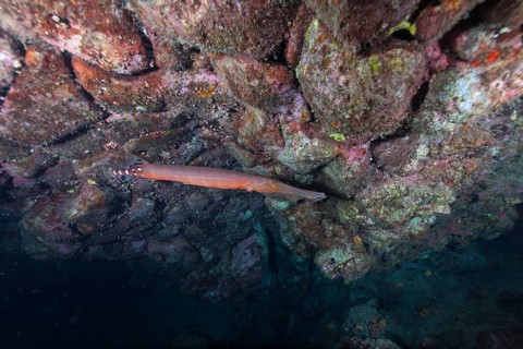 Atlantic cornetfish
