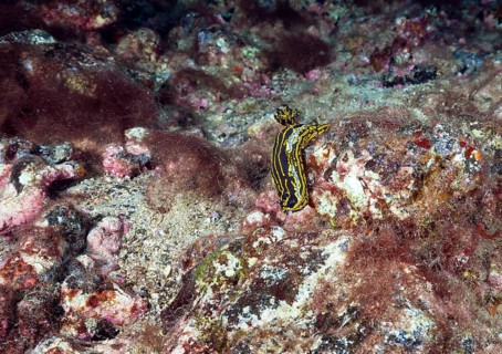 Yellow-violet star snail