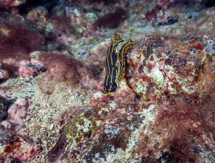 Yellow-violet star snail