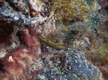 Yellow-violet star snail