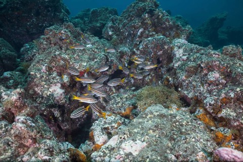 Shoal of eight-striped grunts
