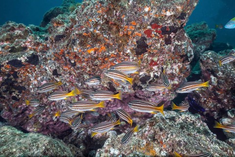 Shoal of eight-striped grunts