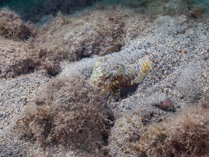 Common cuttlefish