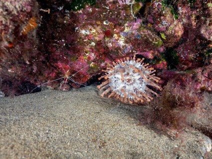 Club-tipped anemone